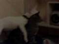 videos de Bullterrier merlin pimpert Katze