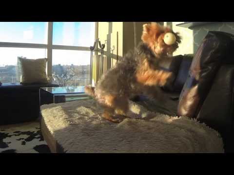 Slow motion fetch