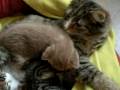videos de CAT 018