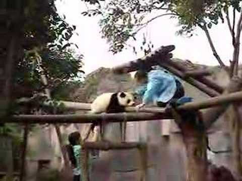lazy panda - Chengdu Panda Breeding Institute/ China.