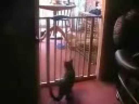 Best Cat Jump Ever JUMPS OVER BABY GATE