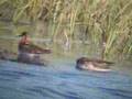 videos de Phalaropes