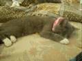 my kitty