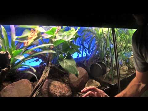 Rana veneno de flecha dorada | Faunia