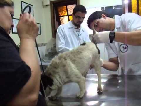 Gina no VeterinĂĄrio