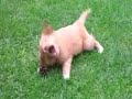 Tigo, the Nova Scotia Duck Tolling Retriever