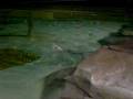 videos de Dancing Shark