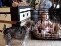 S D playing with Sophie\ S D playing with Sophie\