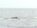 3 baleines 3 baleines