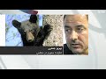 گزارش بی بی سی از خرس هایی که در سمیرم کشته شدند
