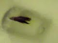 Memory of Mr.Filet \