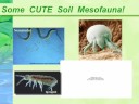 Soil: The Foundation of Civilization Soil: The Foundation of Civilization