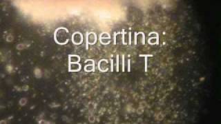 T Bacilli microscopy in dark field