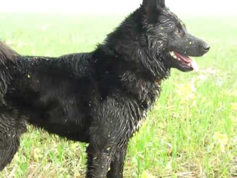 gaddi kutta