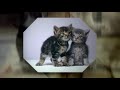 cat,cats,hello