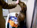 Carebear - German Shepherd mix