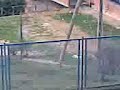 Cobra 6 esploso fuori da una scuola in orario di lezione