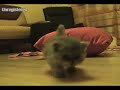 Tortie Persian Kitten - First Steps - Persian Kitten Empire Tortie Persian Kitten - First Steps - Persian Kitten Empire