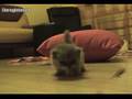 Tortie Persian Kitten - First Steps - Persian Kitten Empire