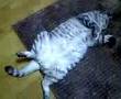 デブ猫