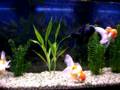Acuario de goldfish orandas