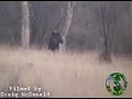 Moose Dropped in Alberta, Canada Moose Dropped in Alberta, Canada
