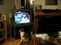videos de Kitty doesn't like The Office on DVD