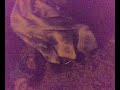 Katten keso