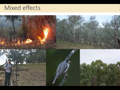 <p>Reviewing the evidence: – is conservation helping woodland birds and do grazing exclusion and replanting benefit Australian woodland birds? A case study from south eastern Australia</p>
 video thumbnail