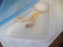 N�vaska mange un souriceau par derri�re!  N�vaska eats a pinkie butt first!