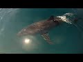 Jumping Mako - Flying Mako Shark Tournament 2012 Uncut Full