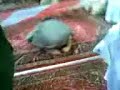 وافته المنية وهو ساجد في بيت الله الحرام