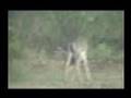 Monster Mexico Whitetail Deer