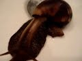 Achatina fulica brutale