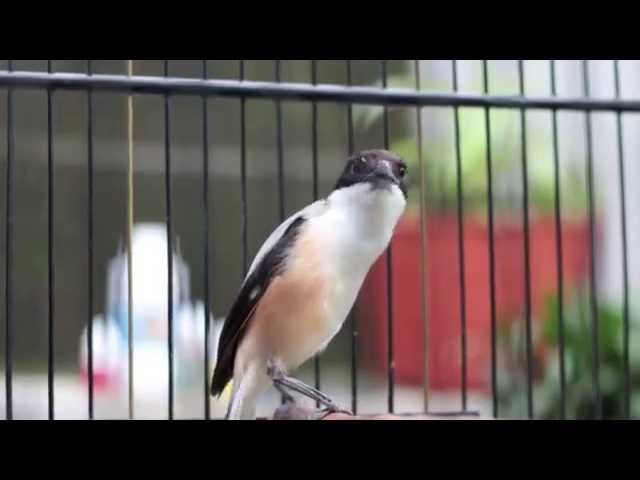 Download suara cendet juara internasional darwin