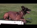 Remote Collar Training - Reliable?