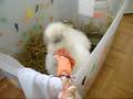 SnowBall Resposes