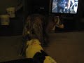 Magnum wants the nylabone Magnum wants the nylabone