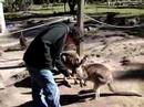 Fernado Kangaroo