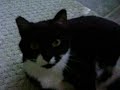 My Kitties My Kitties