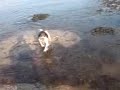 Springer Spaniels at the Beach