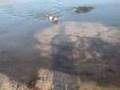 videos de Springer Spaniels at the Beach