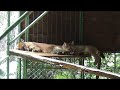 PUMAS HONDUREÑOS