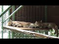 PUMAS HONDUREÑOS