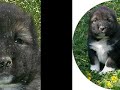 Щенки кавказской овчарки. Мать Ванда Аякс Плюс,Отец Тургай Вардан. П-к Из столицы Украины.
