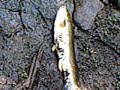 Big Bowfin Pt.2-Sugar Hill Outdoors Fishing