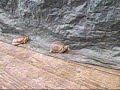 Turtle Racing Turtle Racing