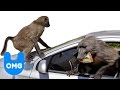 Baboons Hold Up Cars