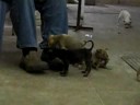 canine cobbler institute canine cobbler institute