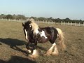 Gypsy Colt Bandera Fusilier Gypsy Colt Bandera Fusilier